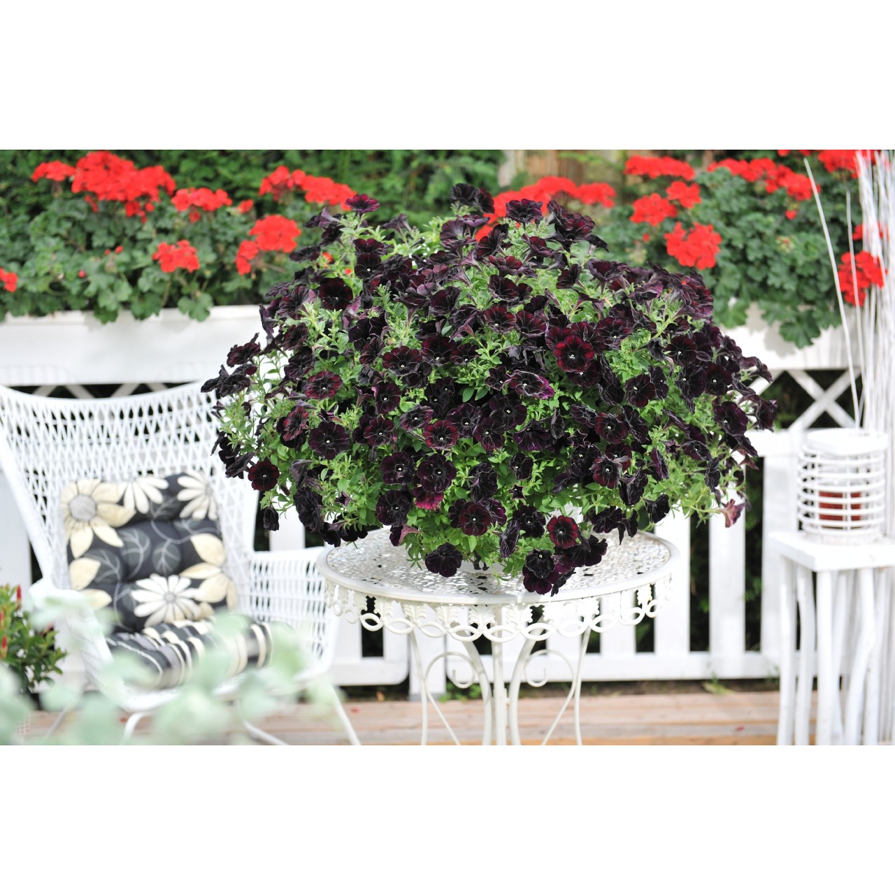Петуния Sweetunia Black Cowboy