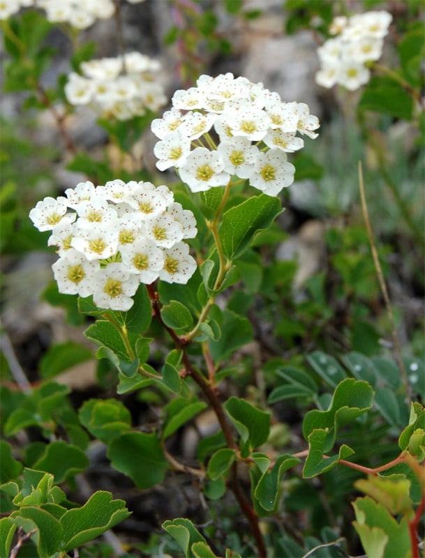 Спирея трёхлопастная