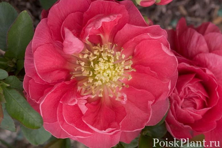Айва прекрасная Double Take Pink