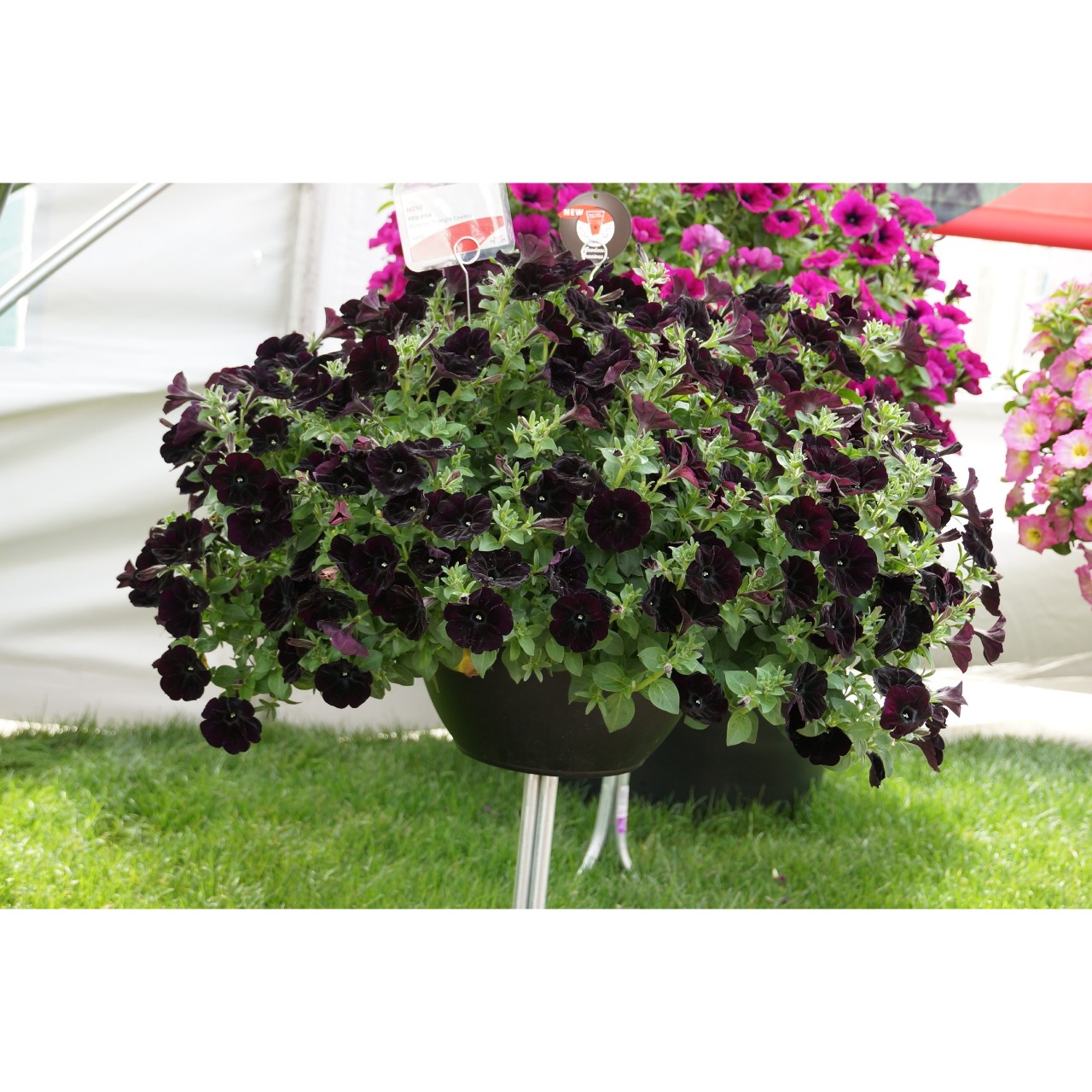Петуния Sweetunia Black Cowboy