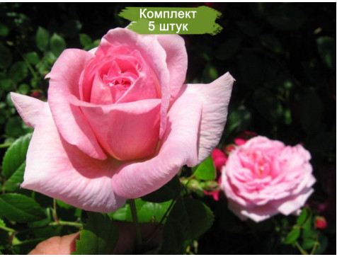 Роза Ламберт Клосс (канадская)