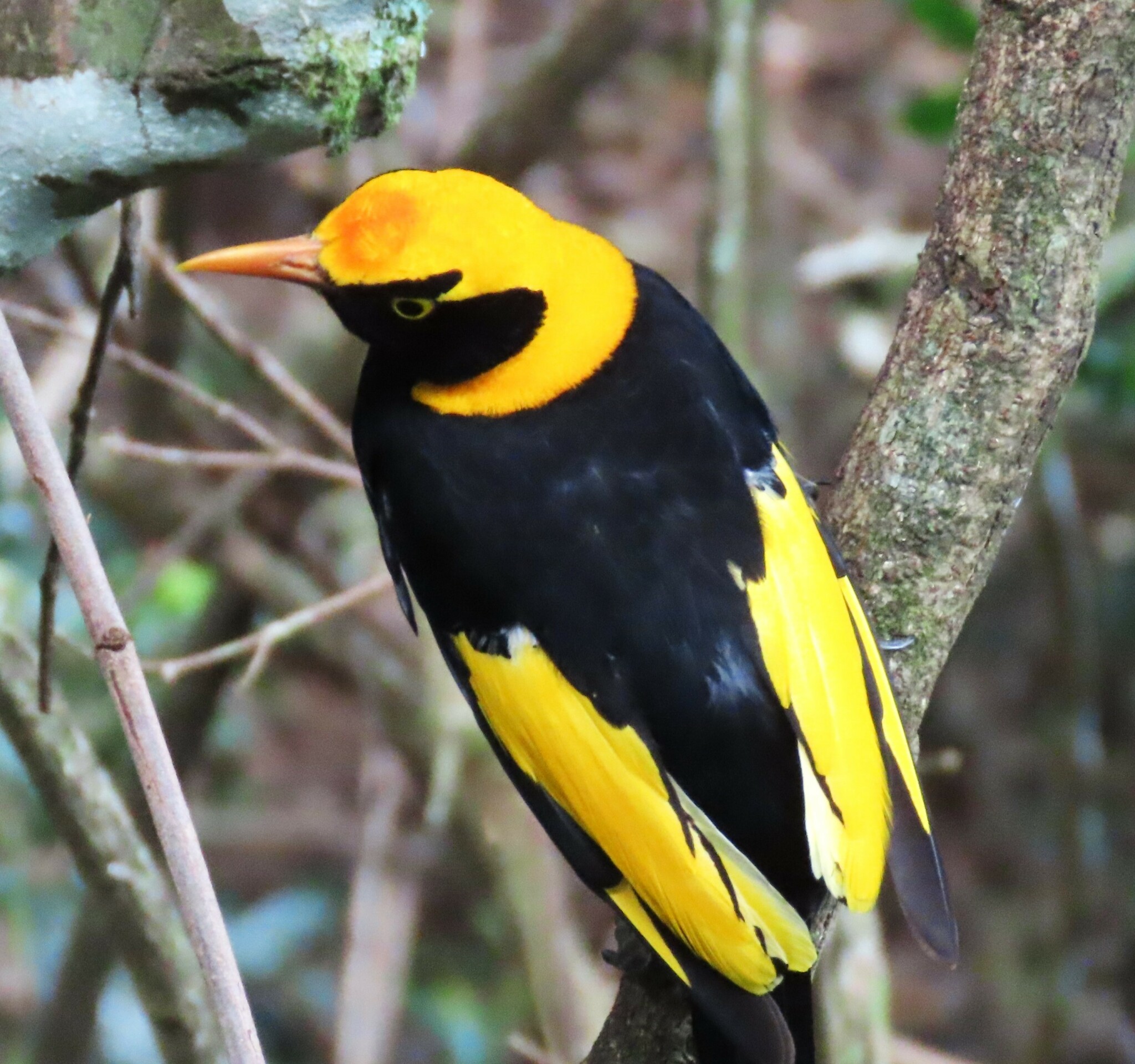 international backfill (iNaturalist): Prince Jardinier