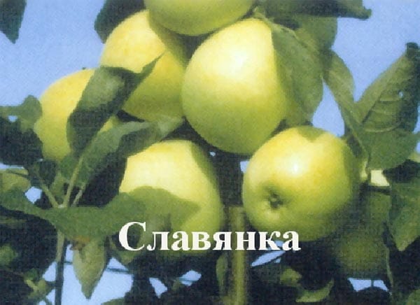Яблоня Славянка
