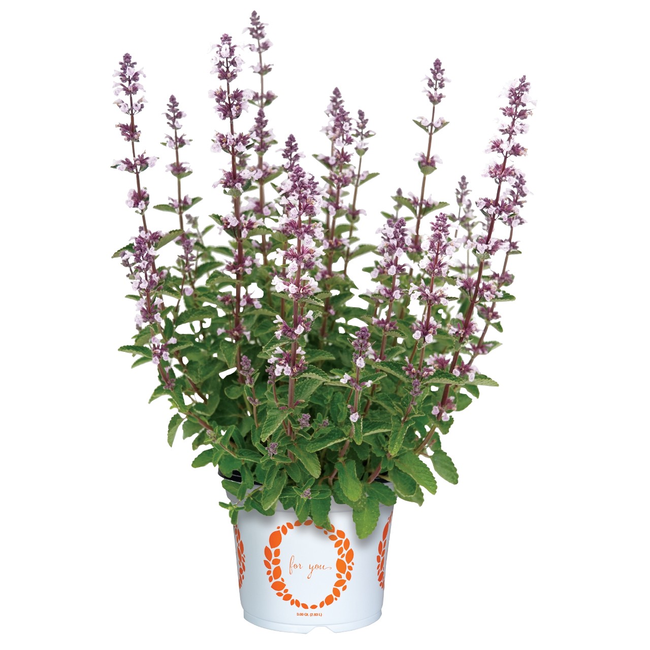 Котовник Serene Wild Orchid