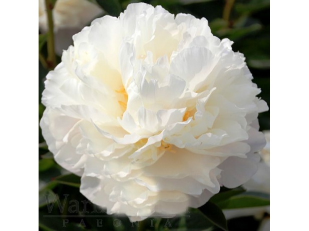pion-travyanistyy-victorian-blush