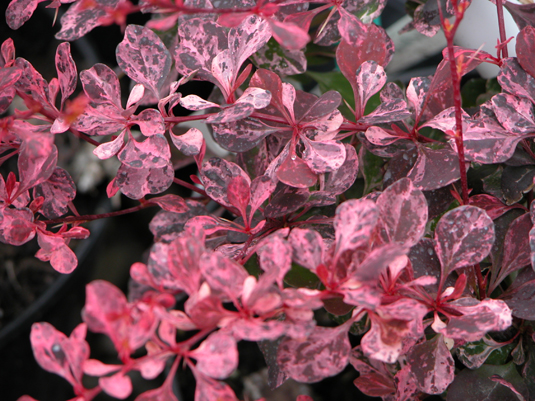 Барбарис Тунберга «Pink Queen» (Berberis thunbergii «Pink Queen»)