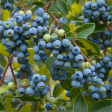 Голубика высокорослая (Vaccinium corymbosum Bluejay)