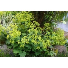 Манжетка мягкая (Alchemilla mollis Robustica)