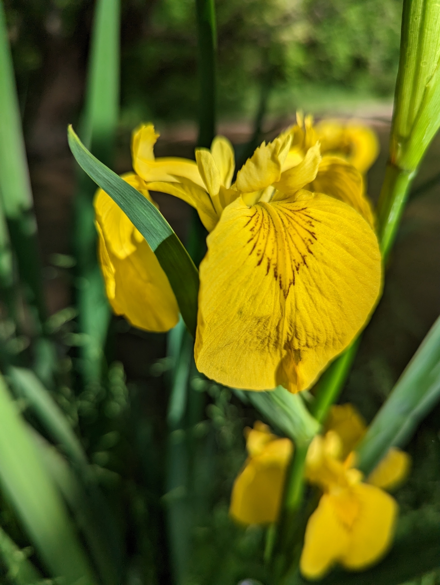 international backfill (iNaturalist): Iris pseudacorus