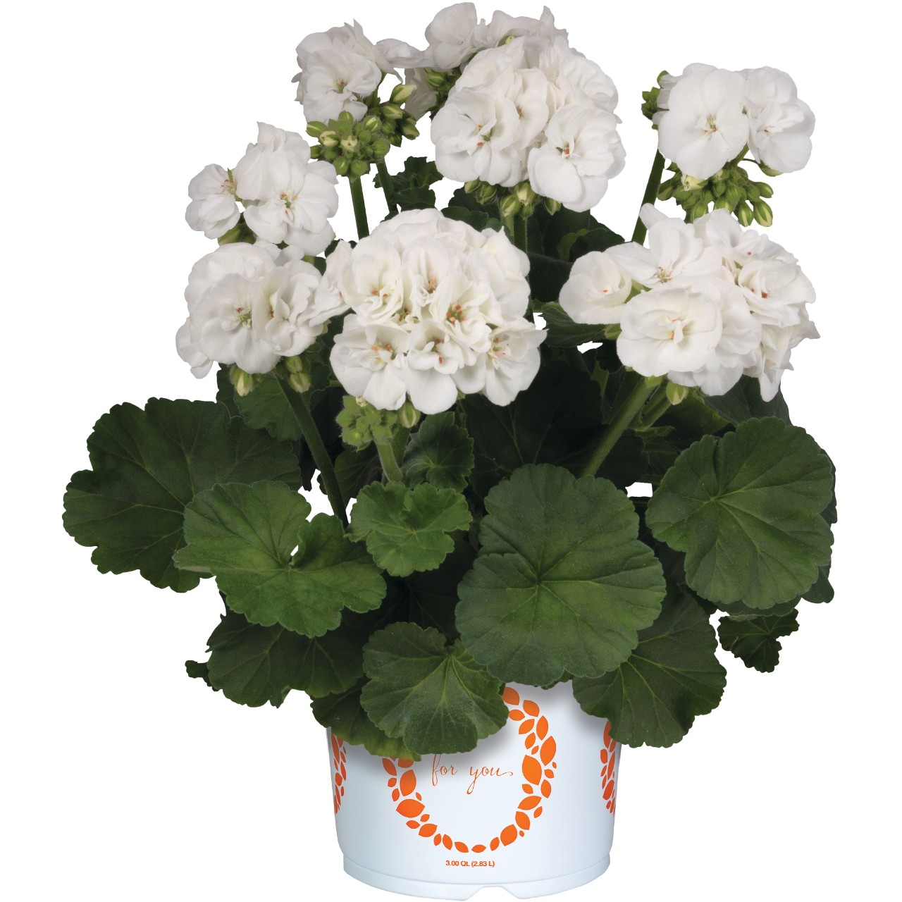 Пеларгония Green Idols White