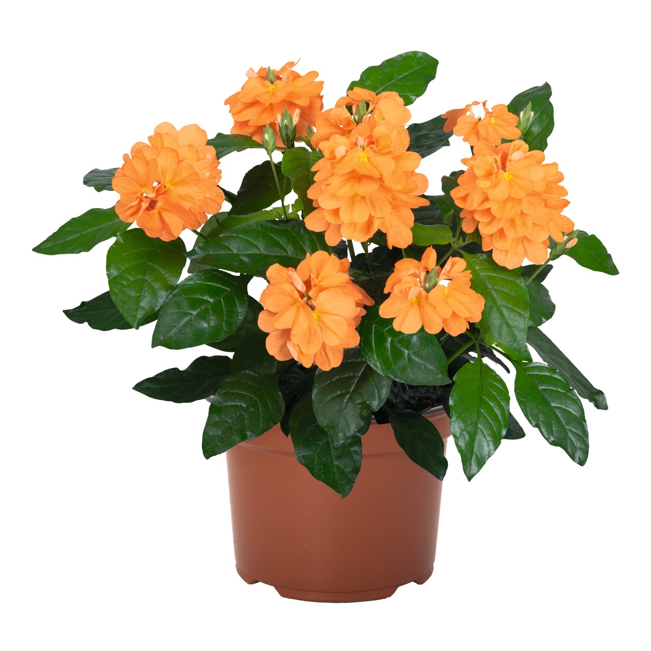 Кроссандра Crossandra Orange