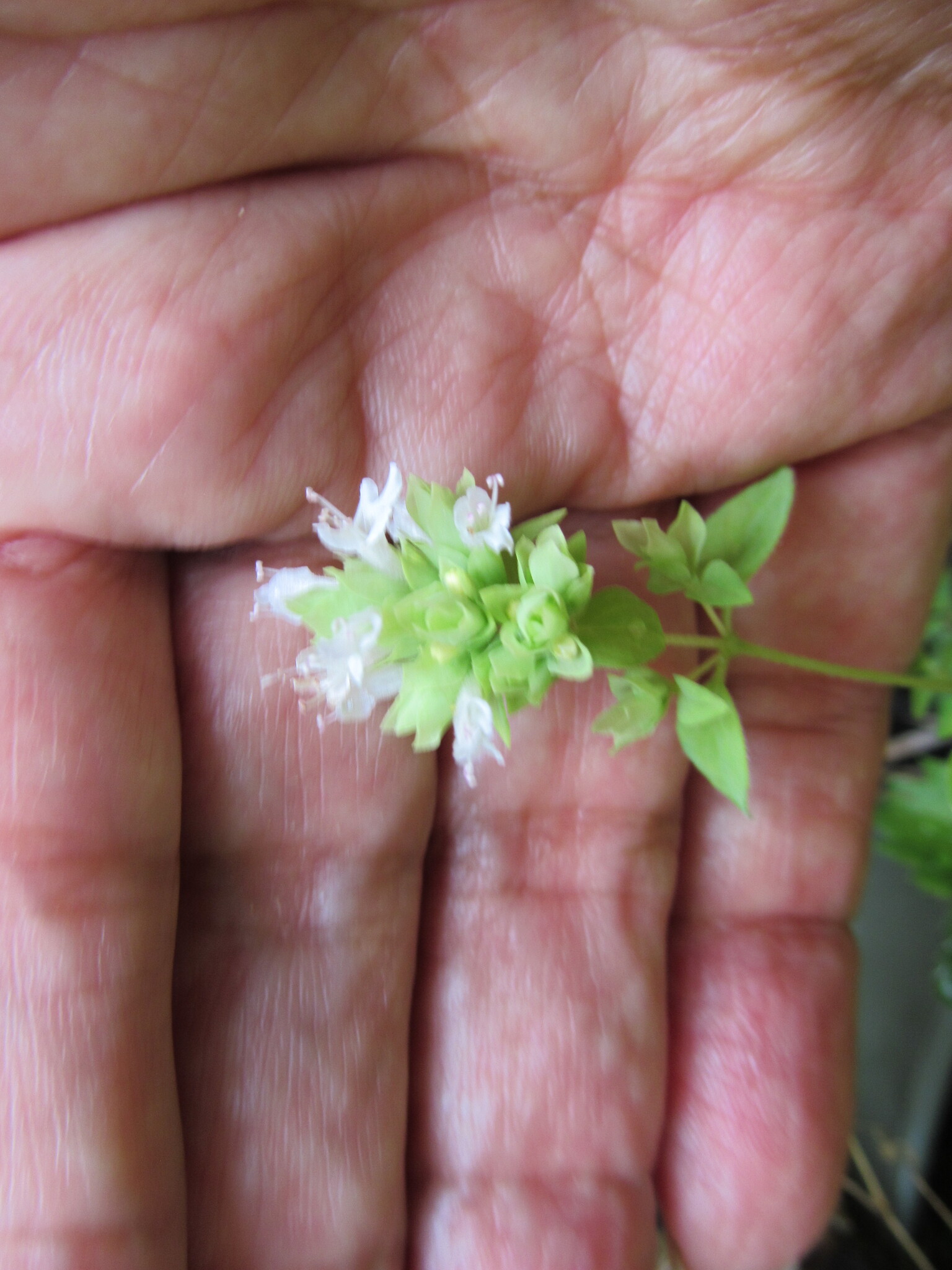 international backfill (iNaturalist): Origanum vulgare