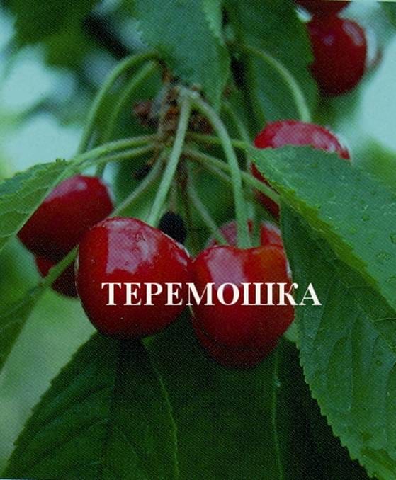 Черешня Теремошка
