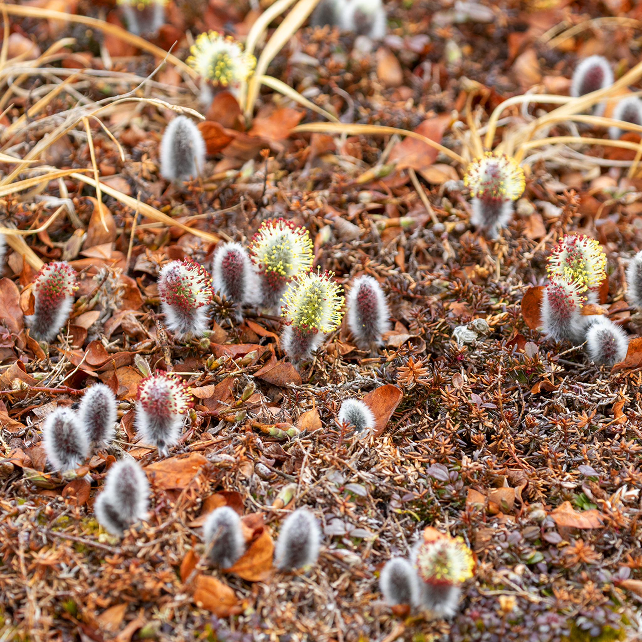 international backfill (iNaturalist): Salix