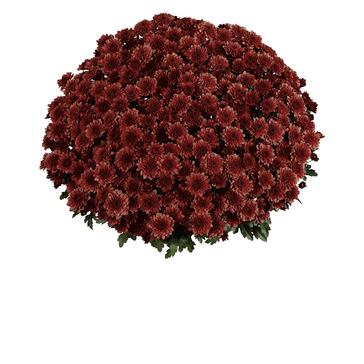 Хризантема Banquet Red