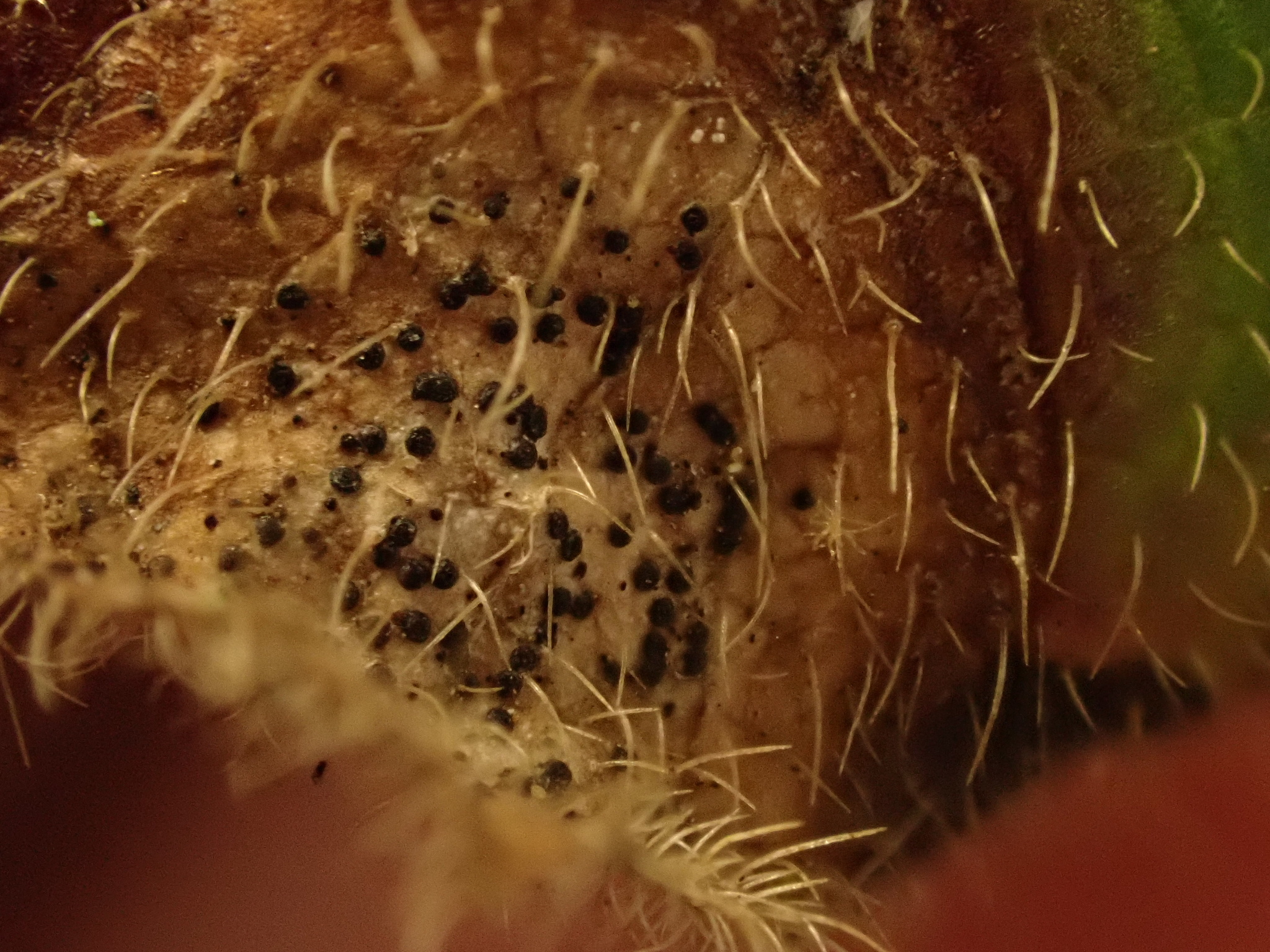 international backfill (iNaturalist): Lonicera