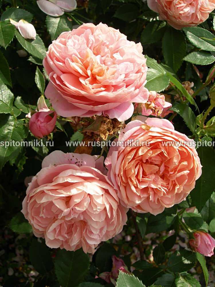 Плетистые крупноцветковые розы Colette’ = ‘MEIroupis
