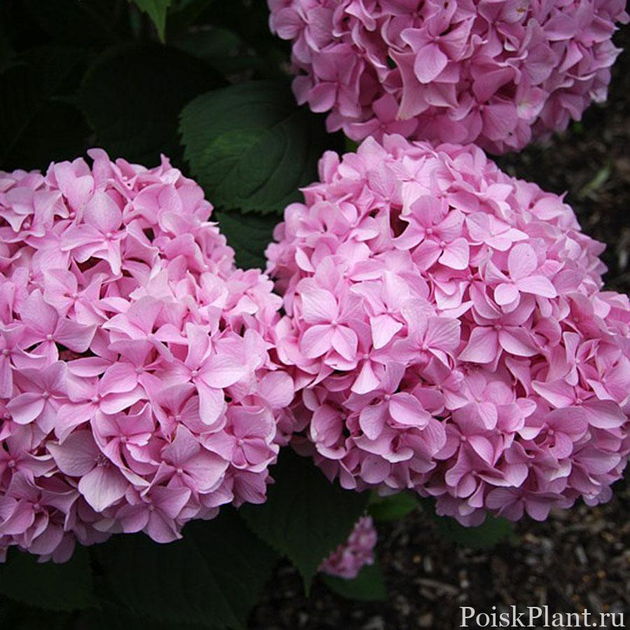 Гортензия крупнолистная Semperflorens