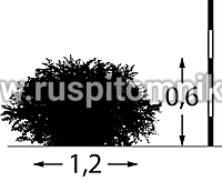 Керрия японская Picta