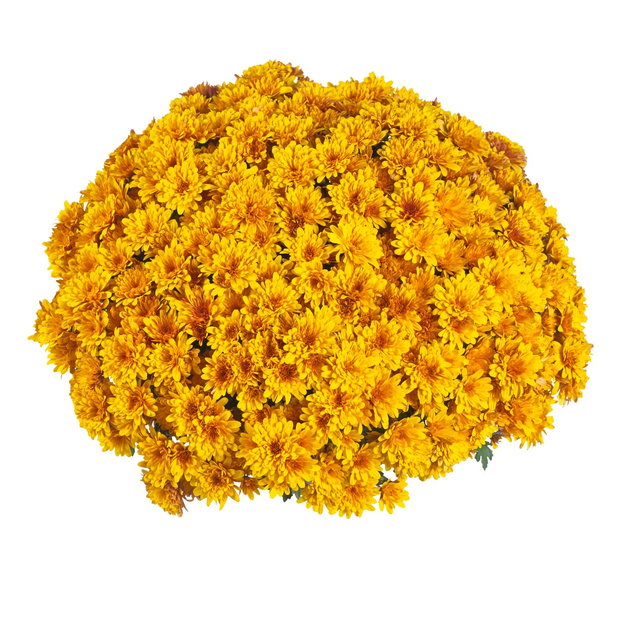 Хризантема Flame Bicolor