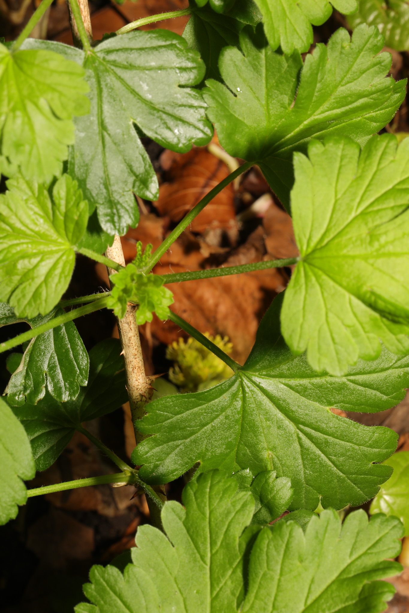 international backfill (iNaturalist): Ribes uva-crispa