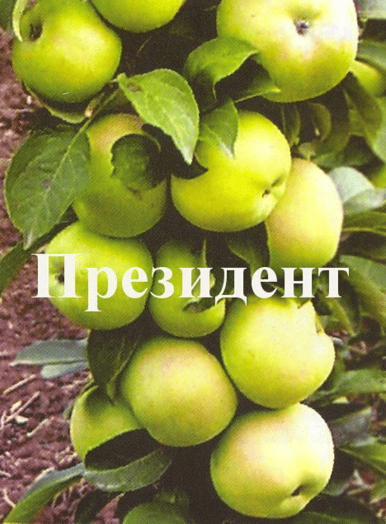 Яблоня Президент