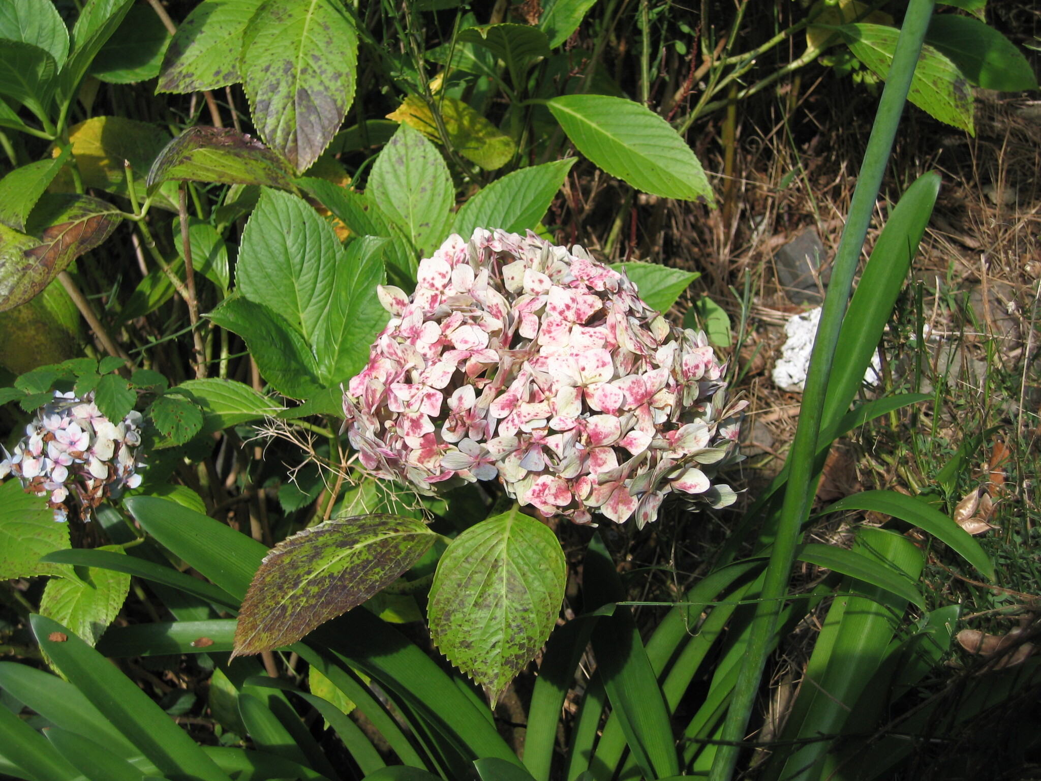 international backfill (iNaturalist): Hydrangea