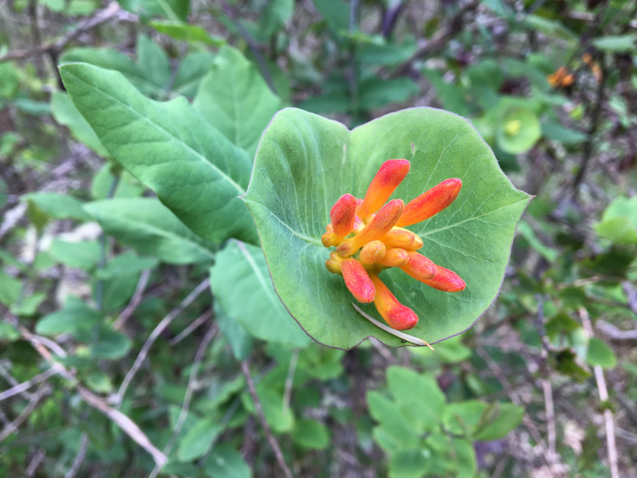 international backfill (iNaturalist): Lonicera