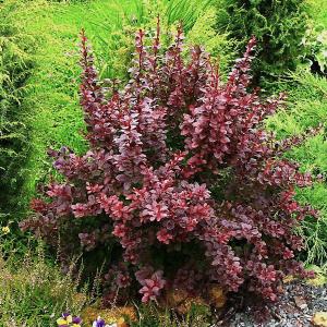 Барбарис тунберга "Atropurpurea"