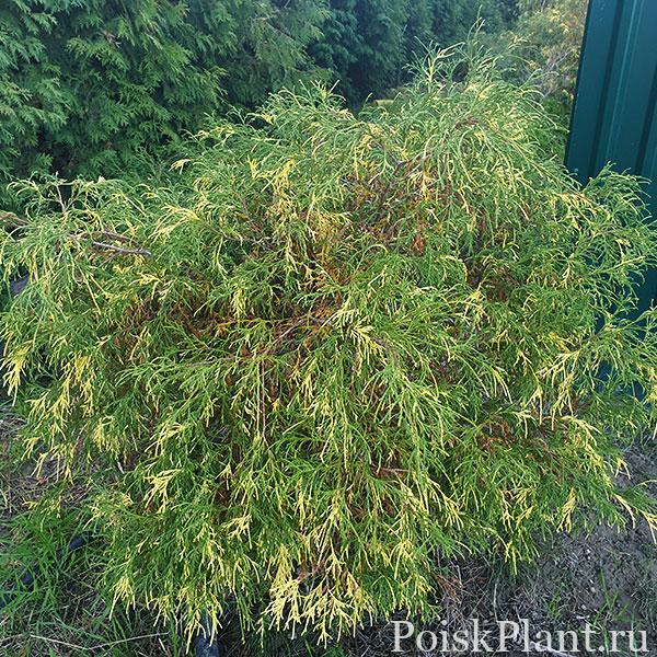 Кипарисовик горохоплодный Filifera Aureovariegata