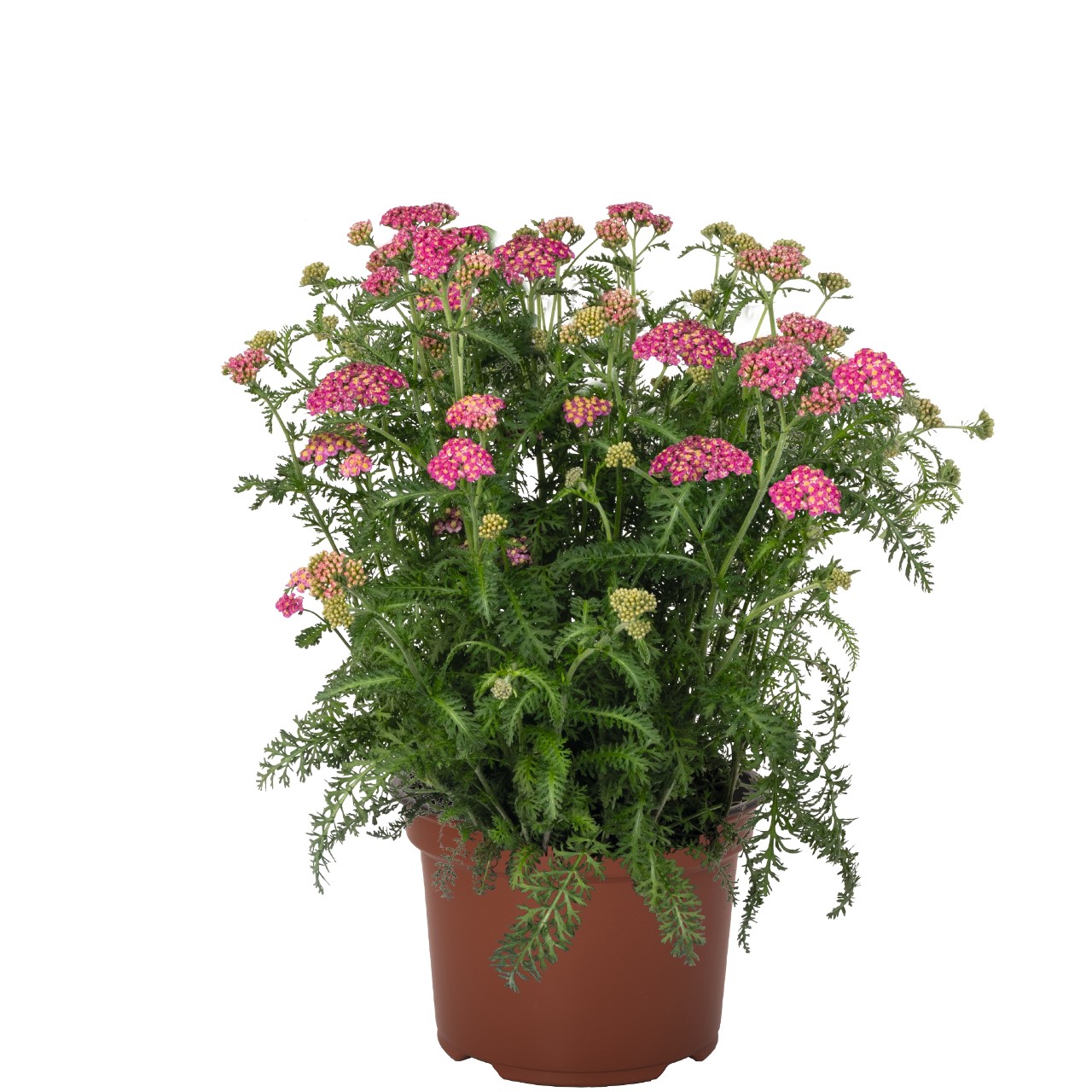 Тысячелистник Skysail Bright Pink