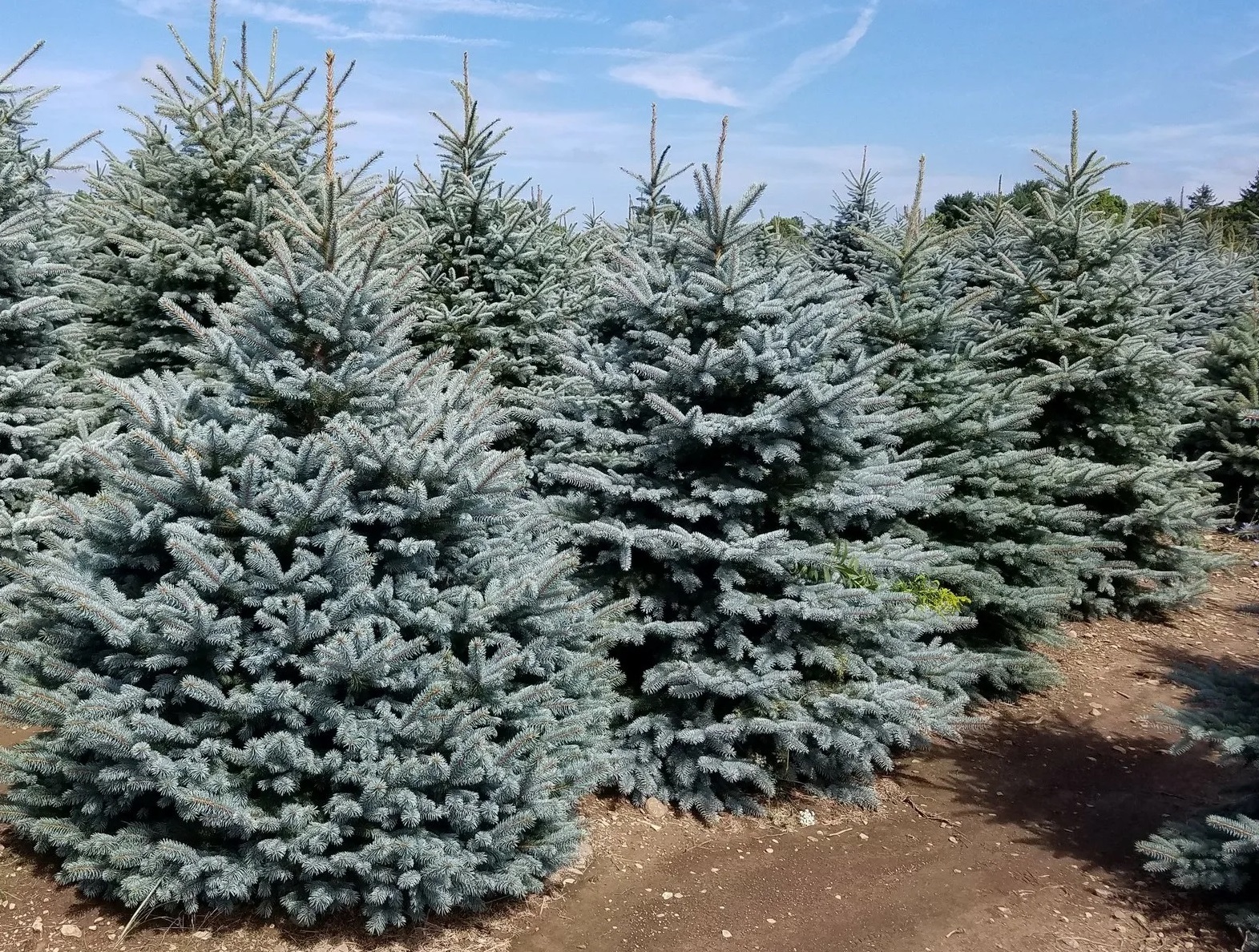 Ель колючая Super Blue Seedling