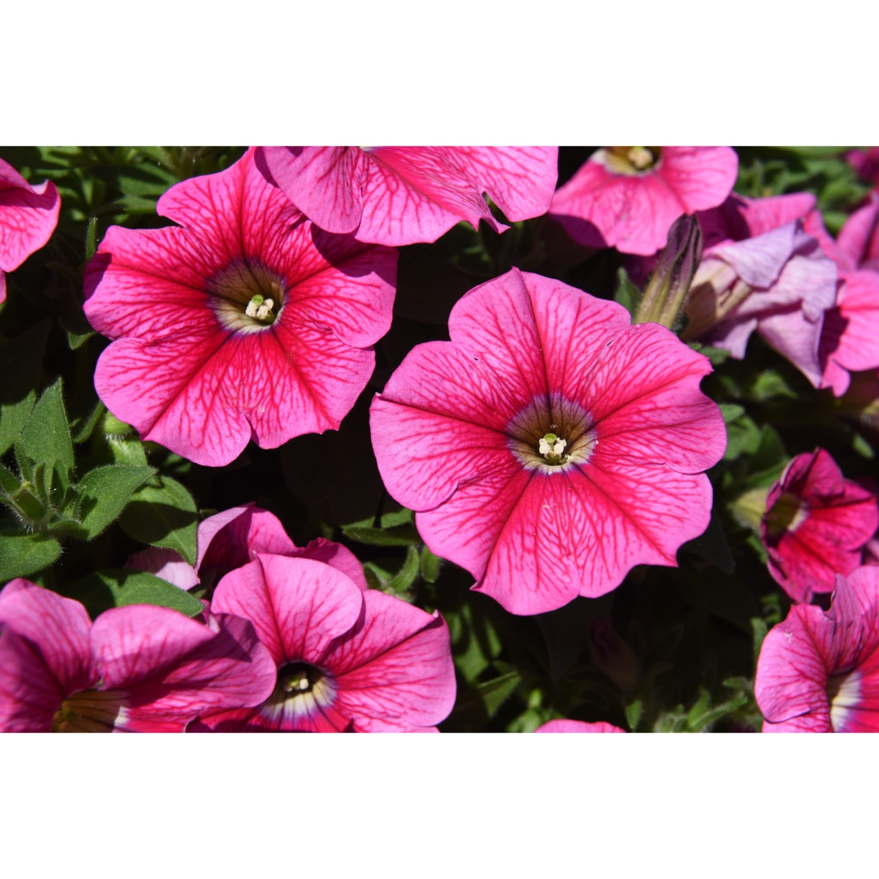 Петуния Sweetunia Rose Gem