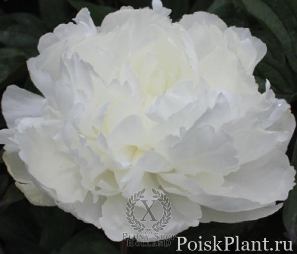 Пион травянистый Bright White