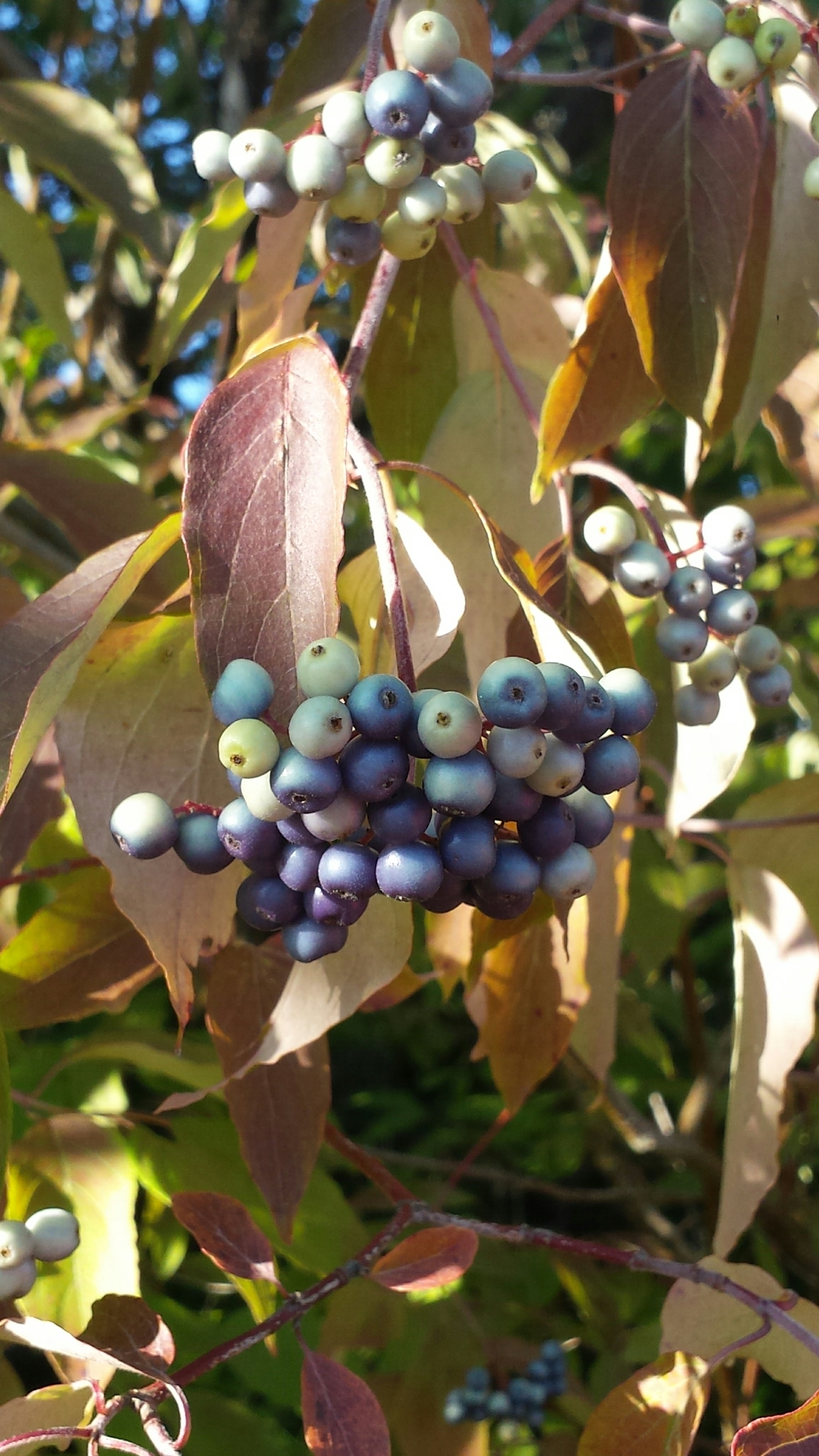 international backfill (iNaturalist): Cornus