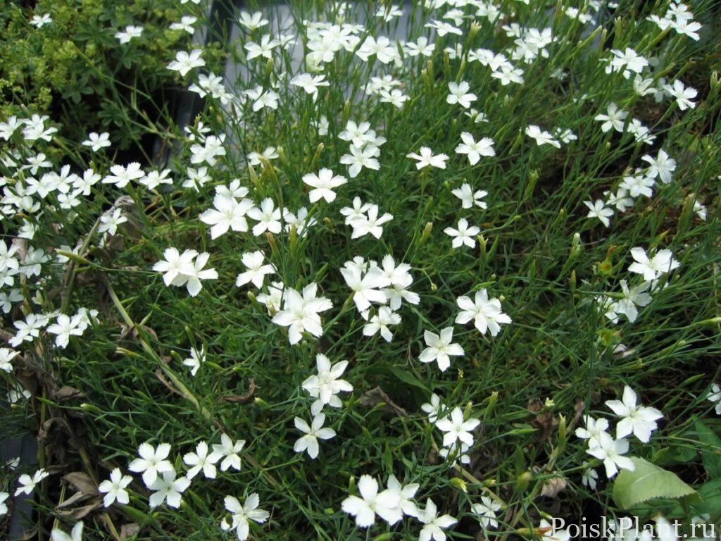 Гвоздика травянка Albiflorus