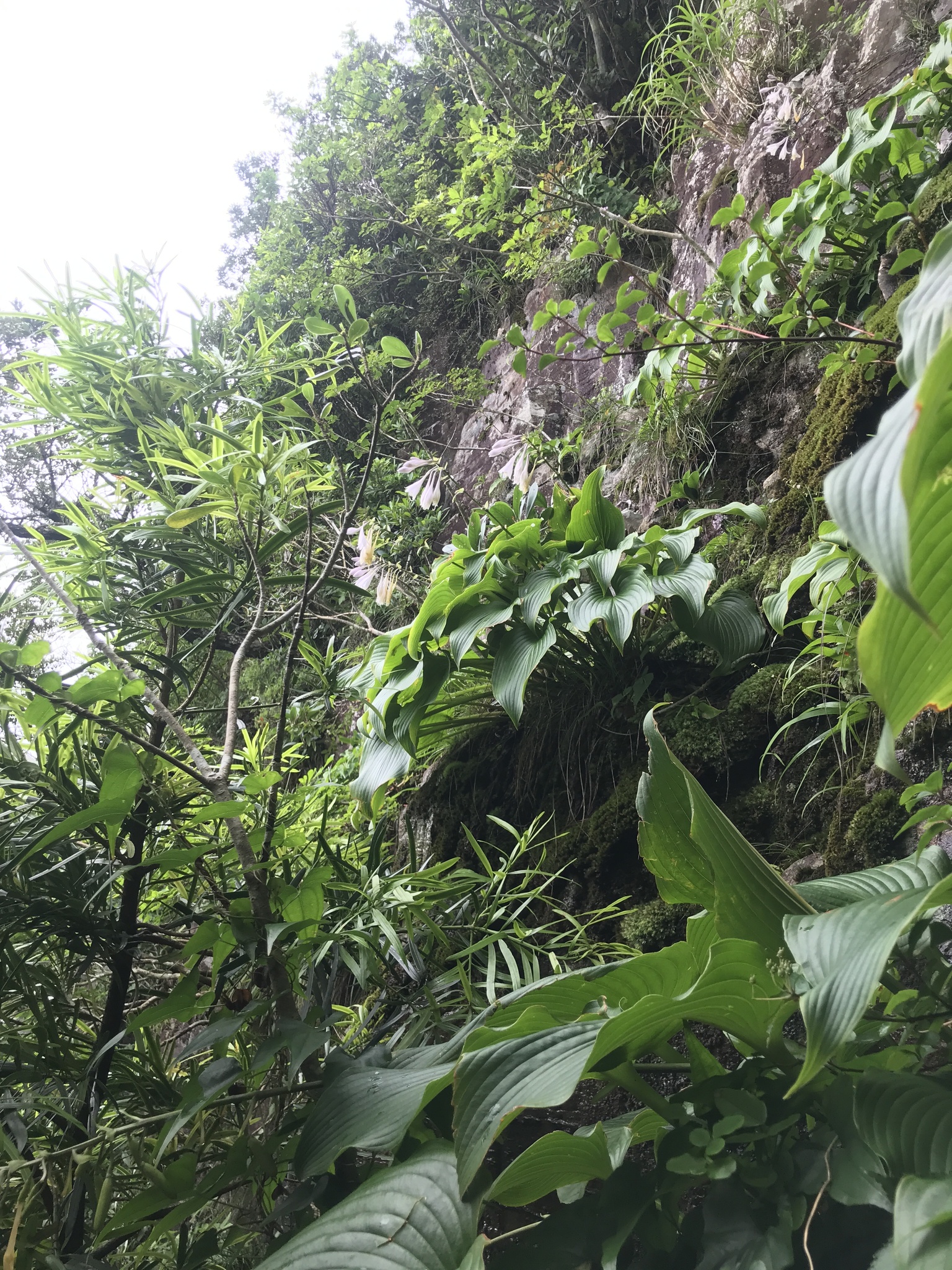 international backfill (iNaturalist): Hosta