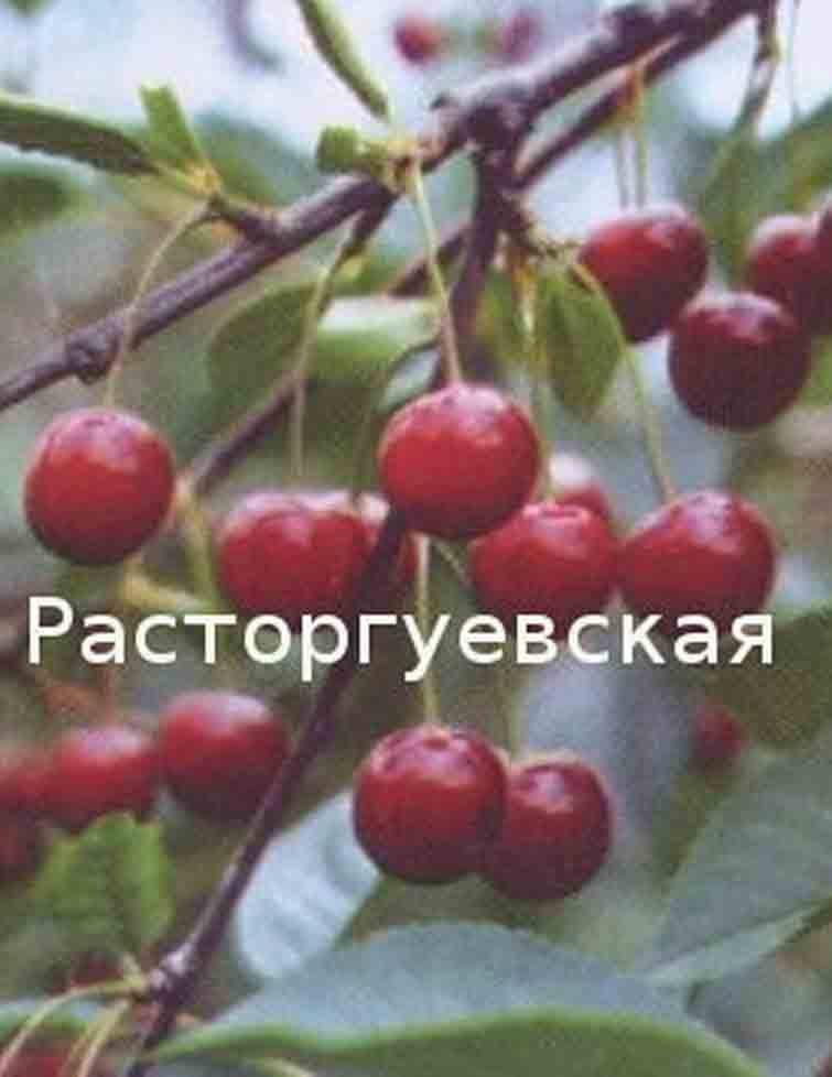 Вишня Расторгуевская