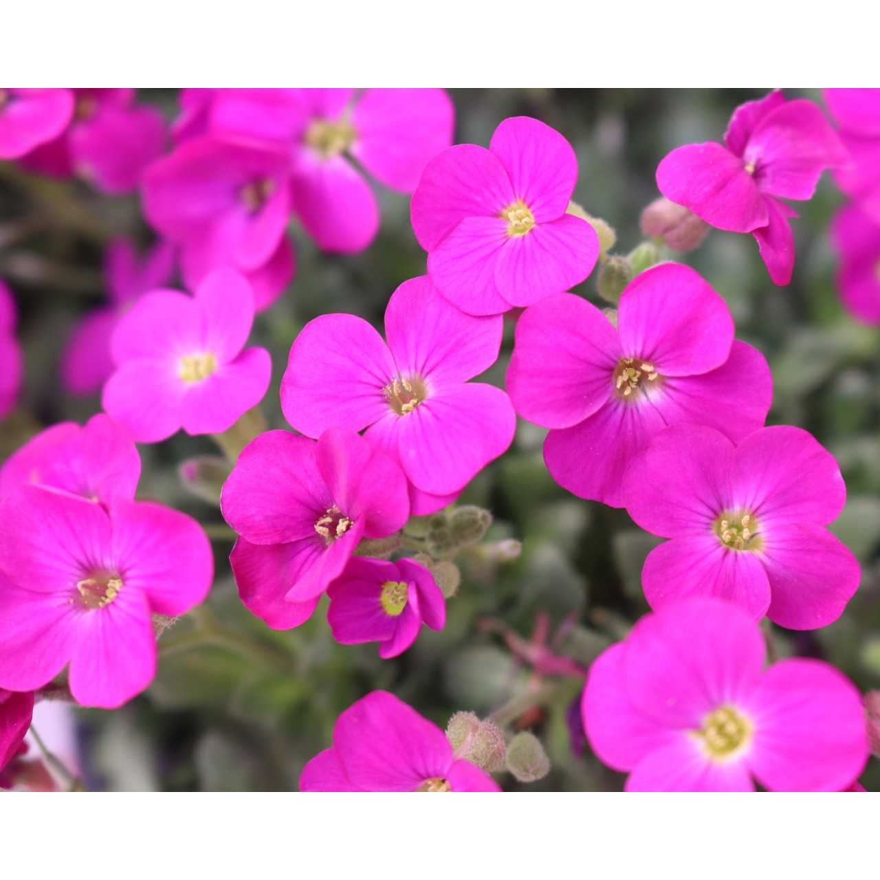 Обриета Rock On Pink