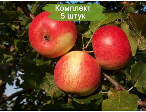 Яблоня Память Мичурина