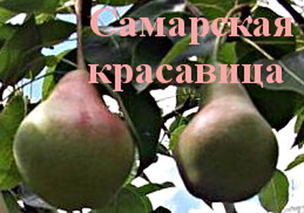 Груша Самарская красавица