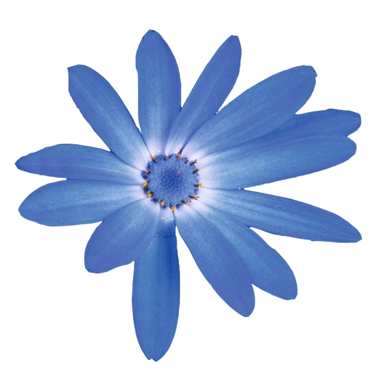 Перикаллис Mandala Blue Charme