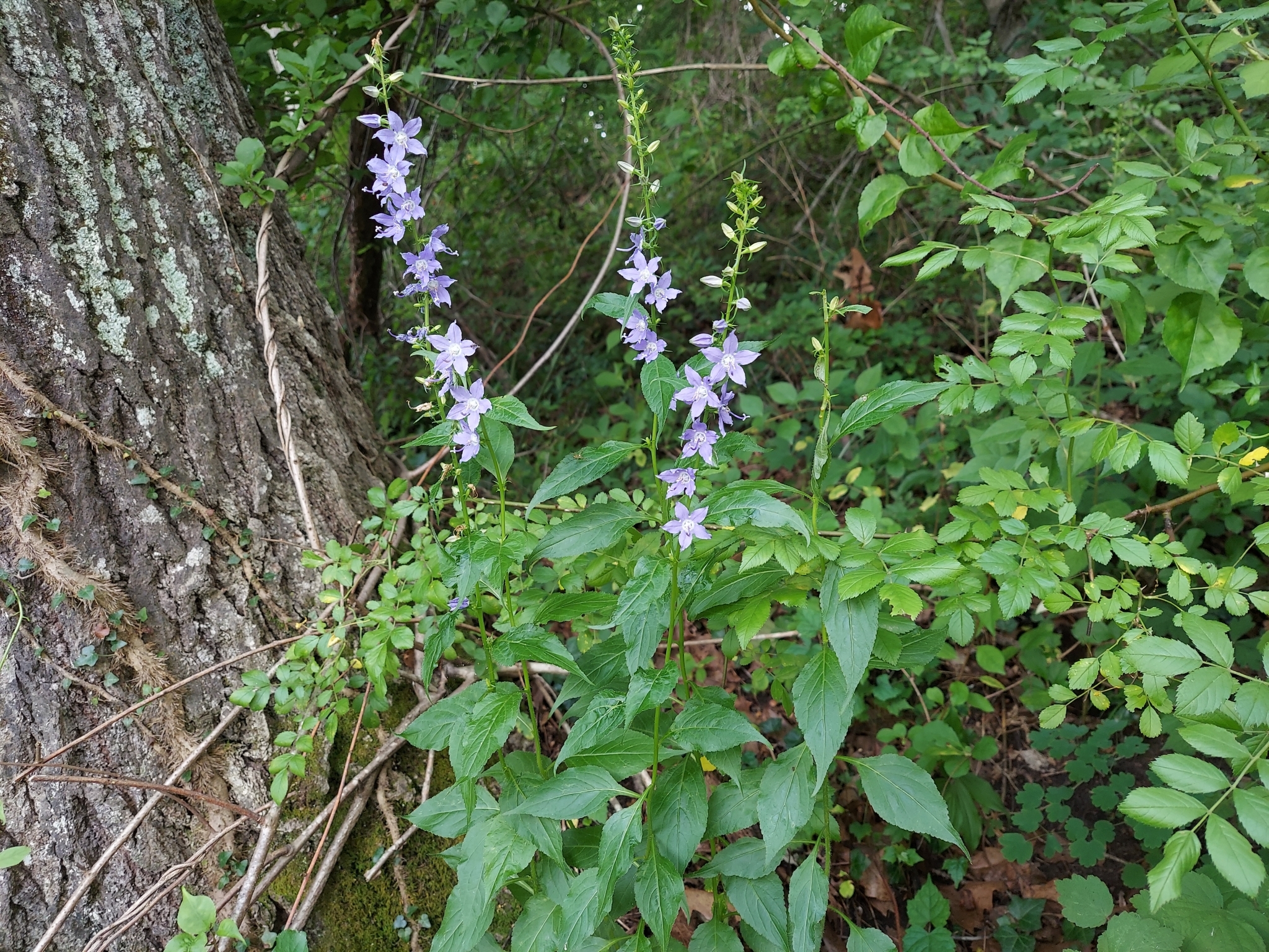 international backfill (iNaturalist): Campanulastrum