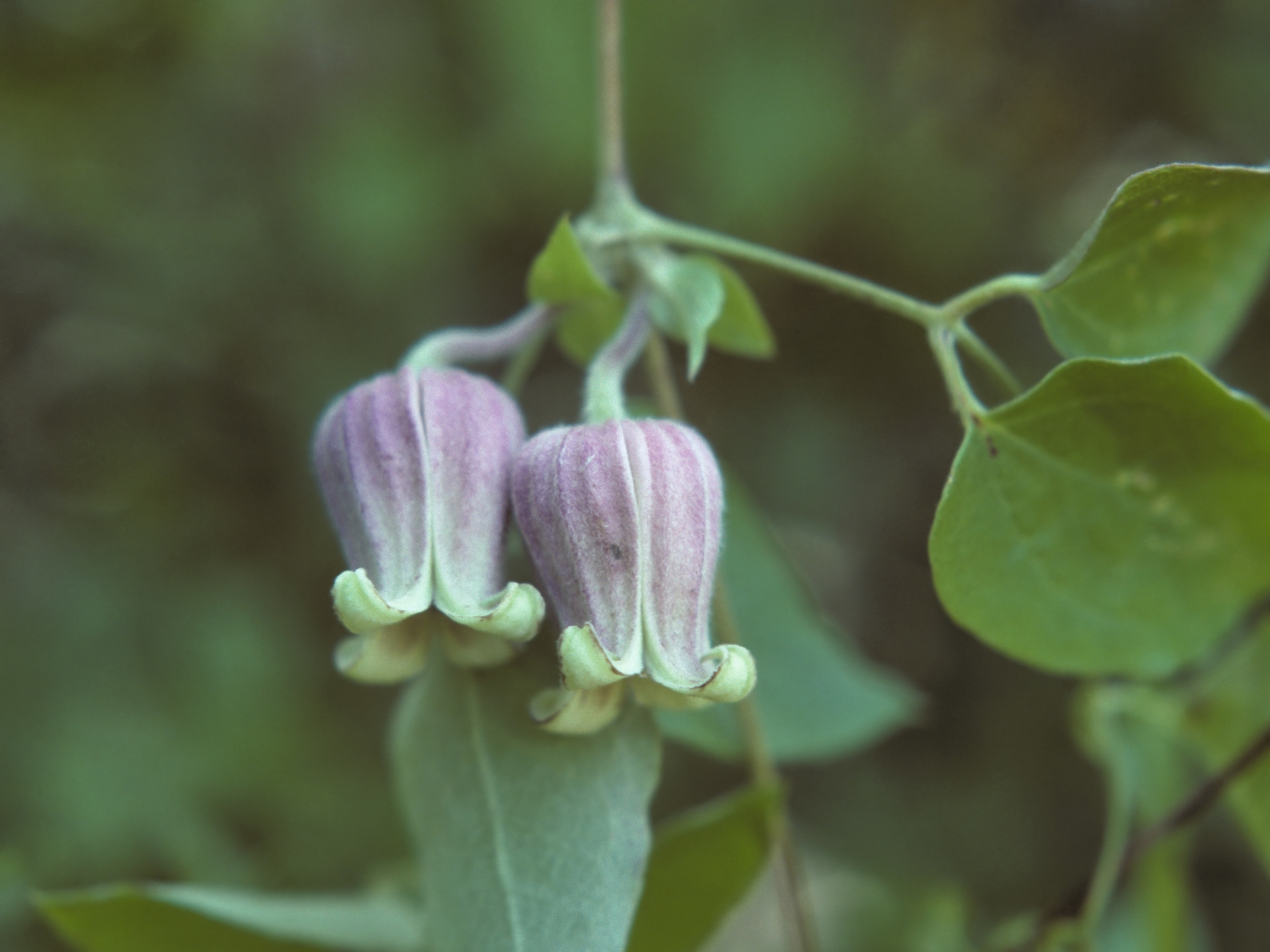 international backfill (iNaturalist): Clematis