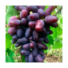 Виноград культурный Байконур (Vitis vinifera  )
