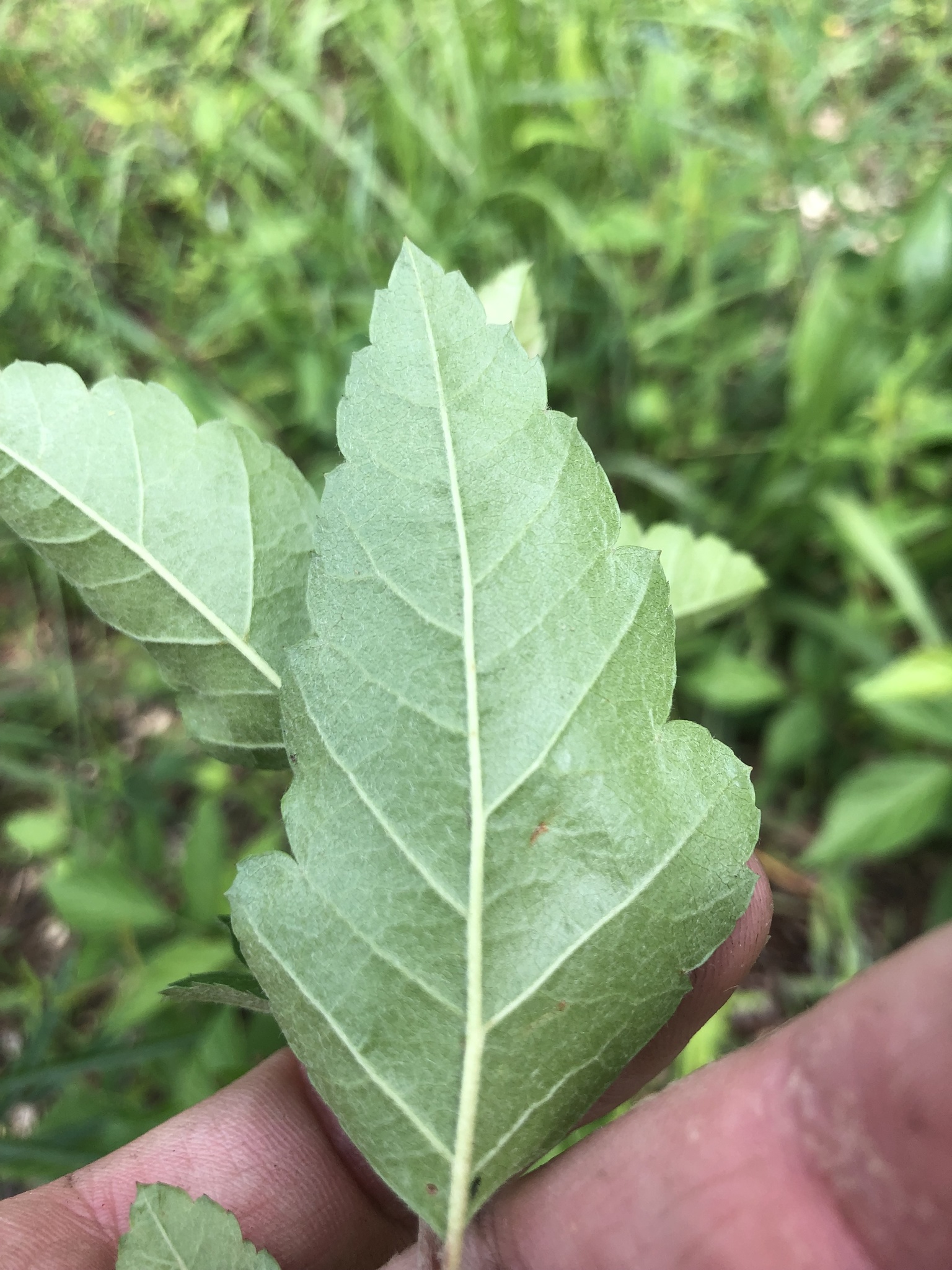 international backfill (iNaturalist): Malus