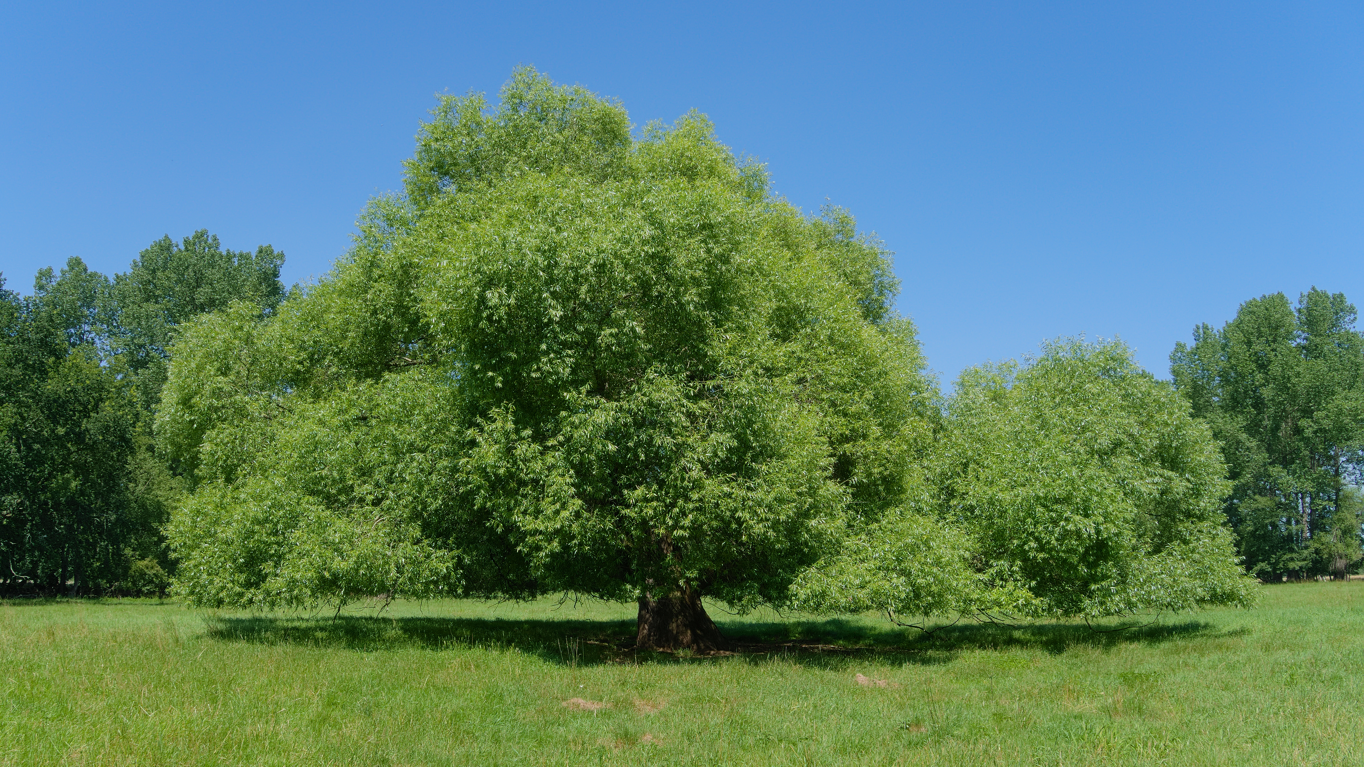 Ива ломкая (Salix fragilis)