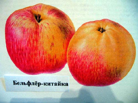 Яблоня Бельфлёр-китайка