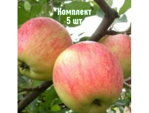Яблоня Зимний Шафран