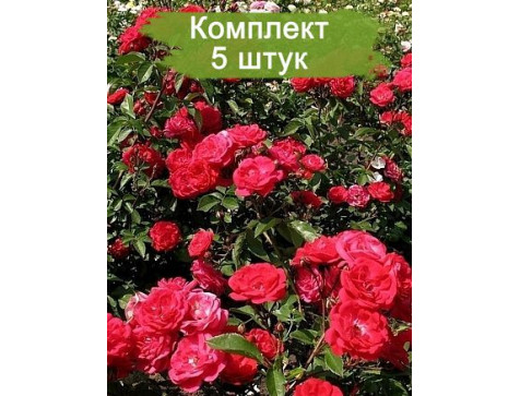 Роза Майнауфойер